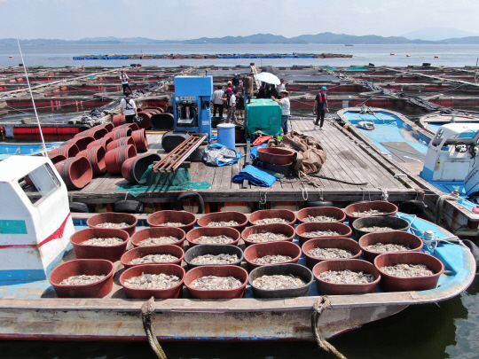 고수온 경보가 발령된 지 11일째인 12일 충남 태안군 안면읍 대야도 한 양식장에서 폐사한 우럭들이 통마다 가득 담겨 있다. 연합뉴스